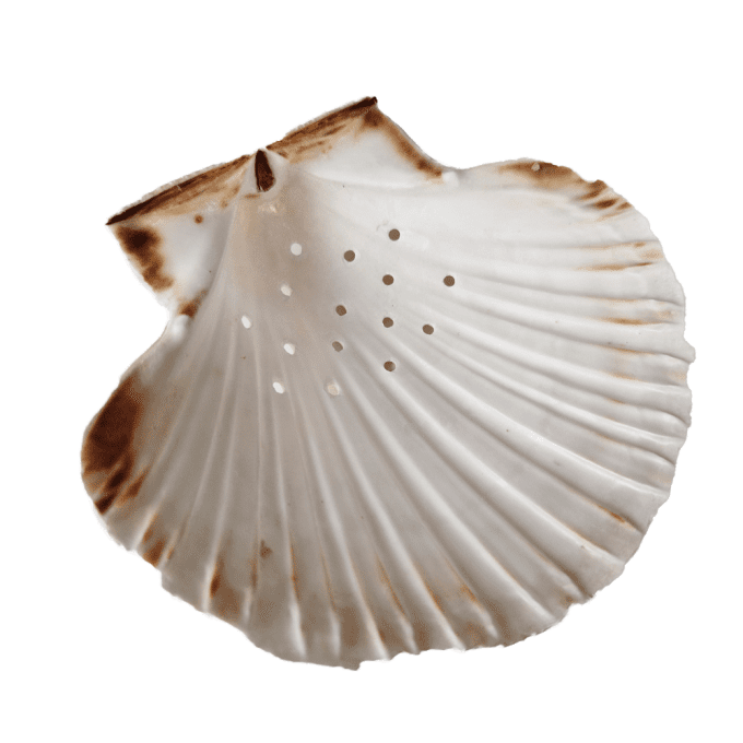 Porte Savon COQUILLE